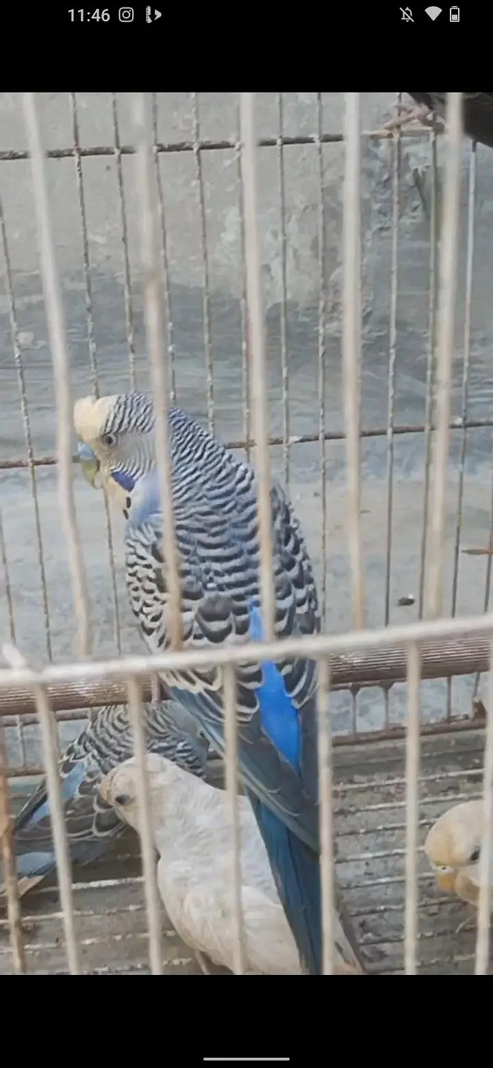 love bird and budgie and ringack mall — photo 7