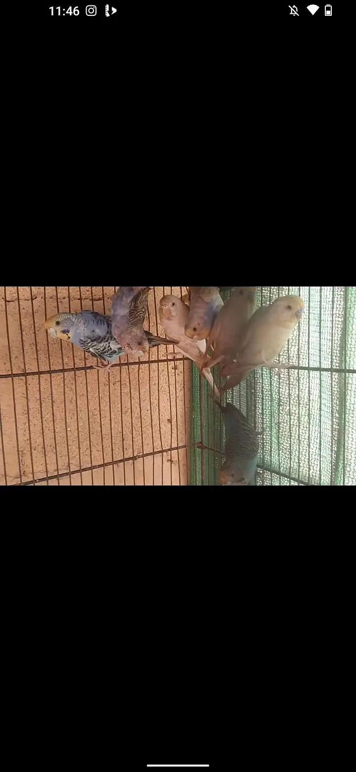 love bird and budgie and ringack mall — photo 8