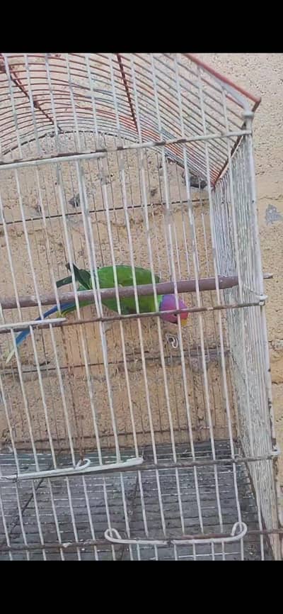 plum had mall and budgie