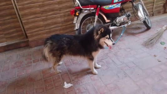 alaskan malamute