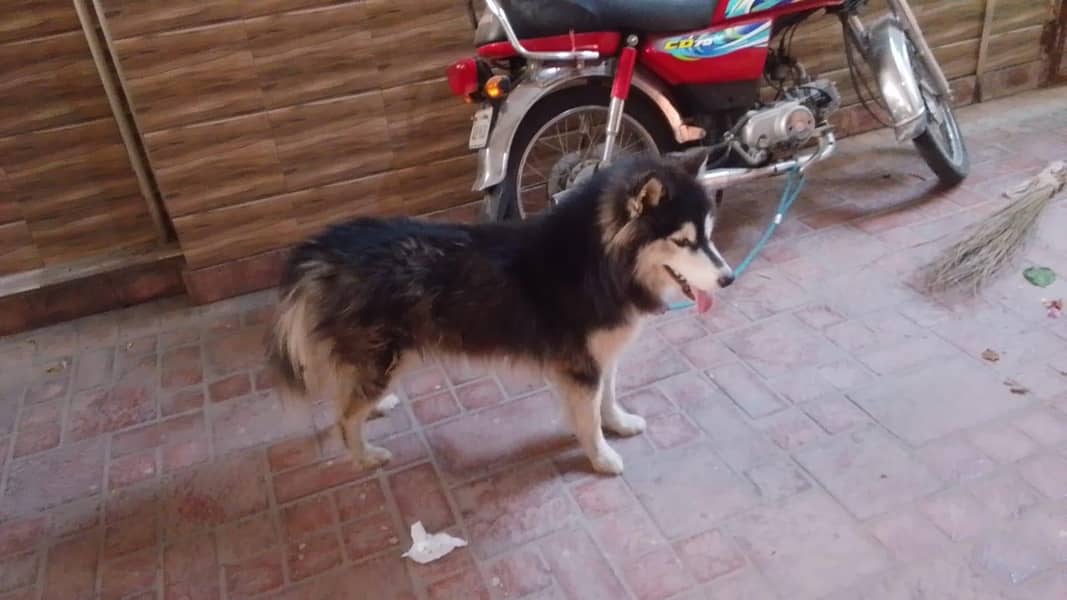 alaskan malamute 0