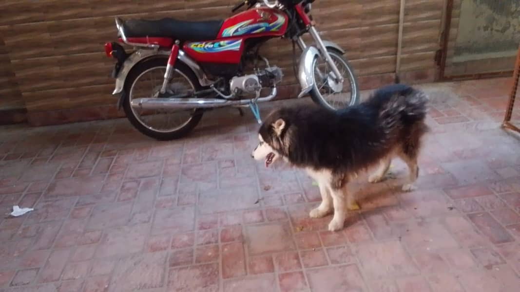 alaskan malamute 1