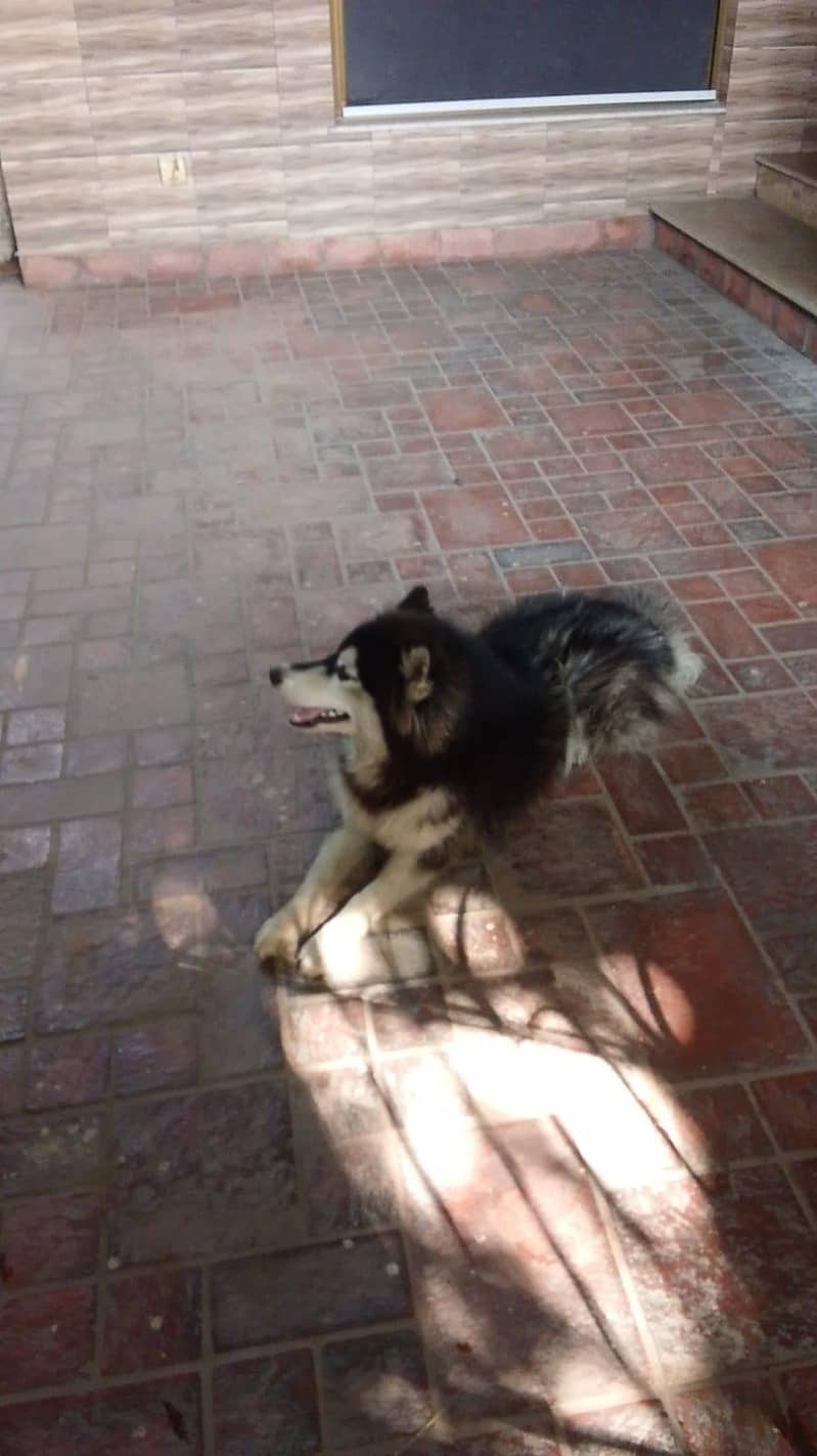 alaskan malamute 2