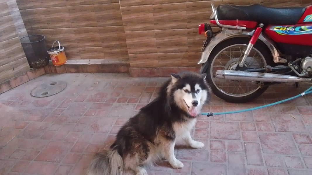 alaskan malamute 3