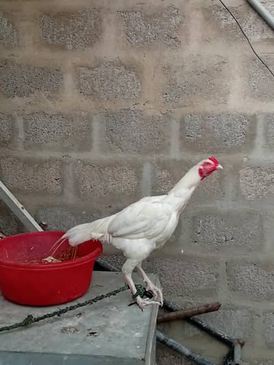 heera