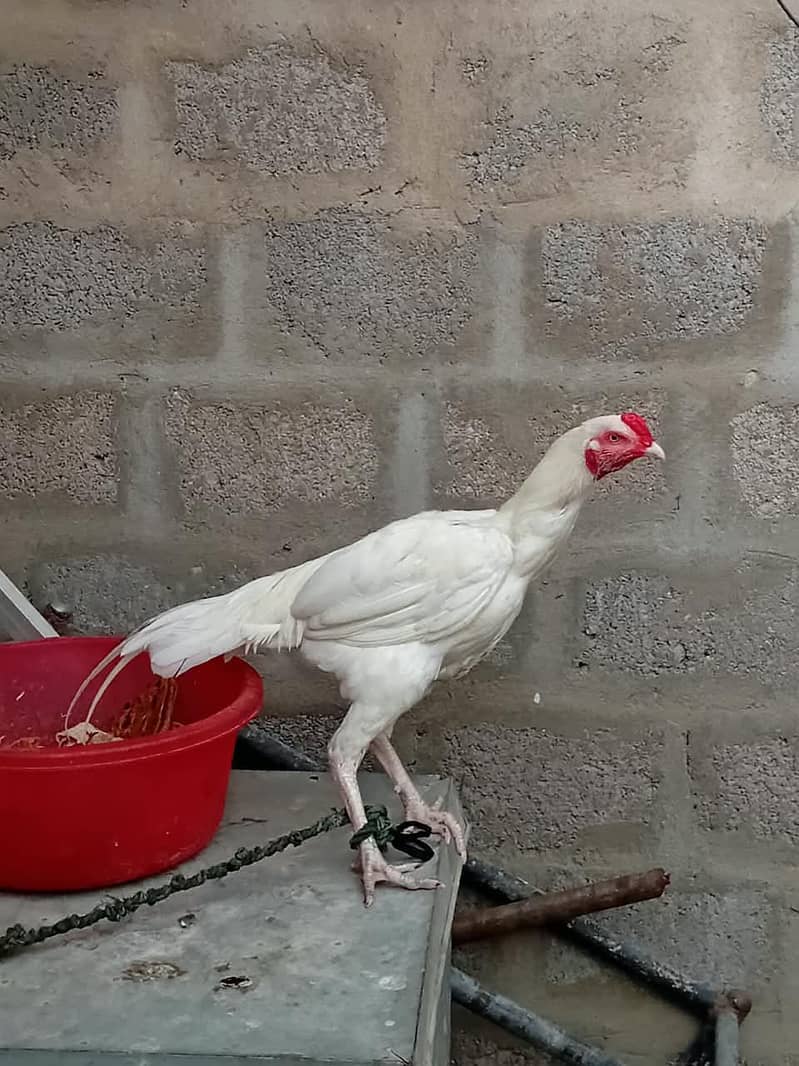heera 6