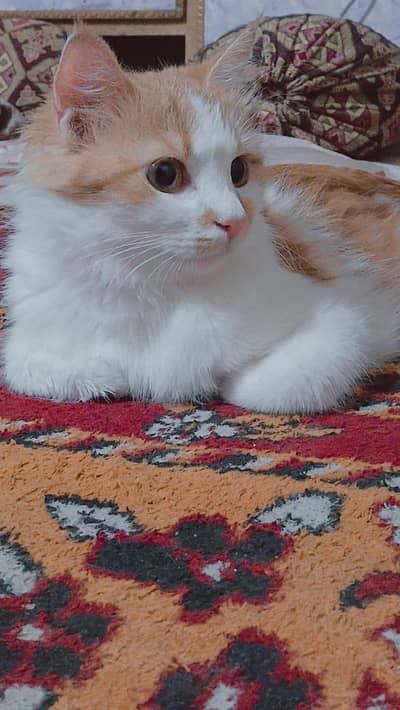 Persian cat on adoption with her kittens