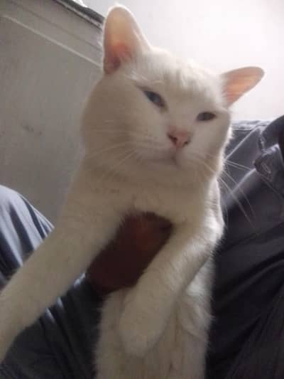 pure white perison male odd eyes one blue one yellow  eyes heavy tail