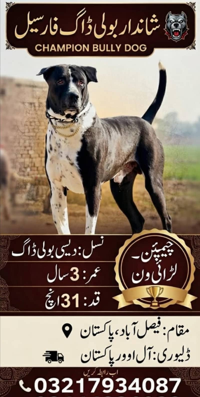 شاندار بولی ڈاگ فار سیل" (شاندار بولی کتا فروخت کے لیے) 0