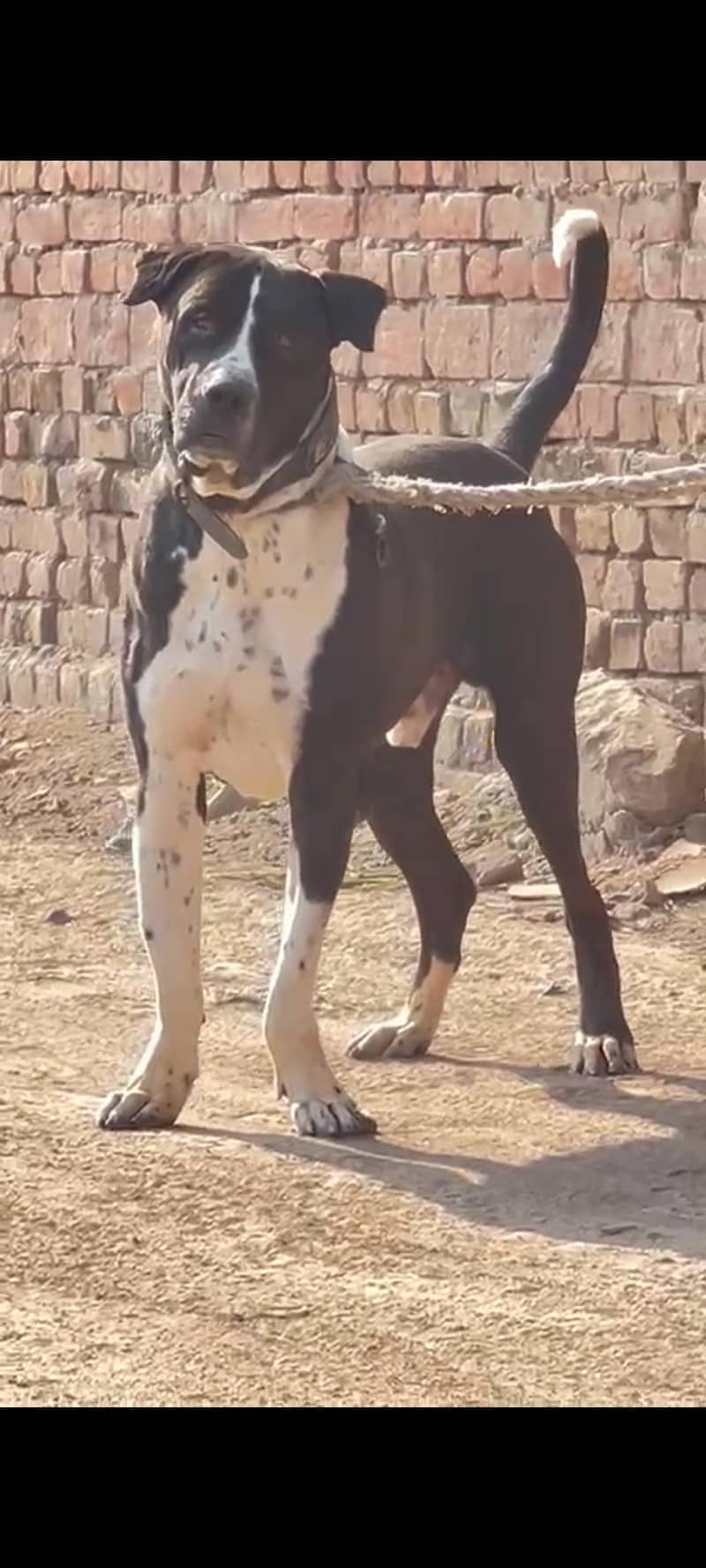 شاندار بولی ڈاگ فار سیل" (شاندار بولی کتا فروخت کے لیے) 1