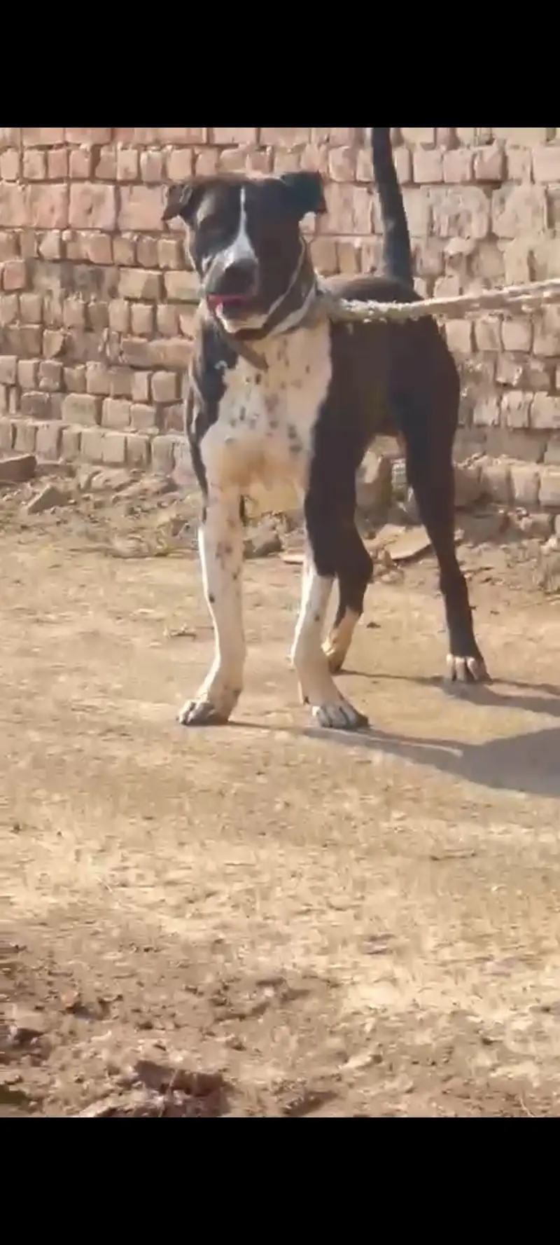 شاندار بولی ڈاگ فار سیل" (شاندار بولی کتا فروخت کے لیے) — photo 3