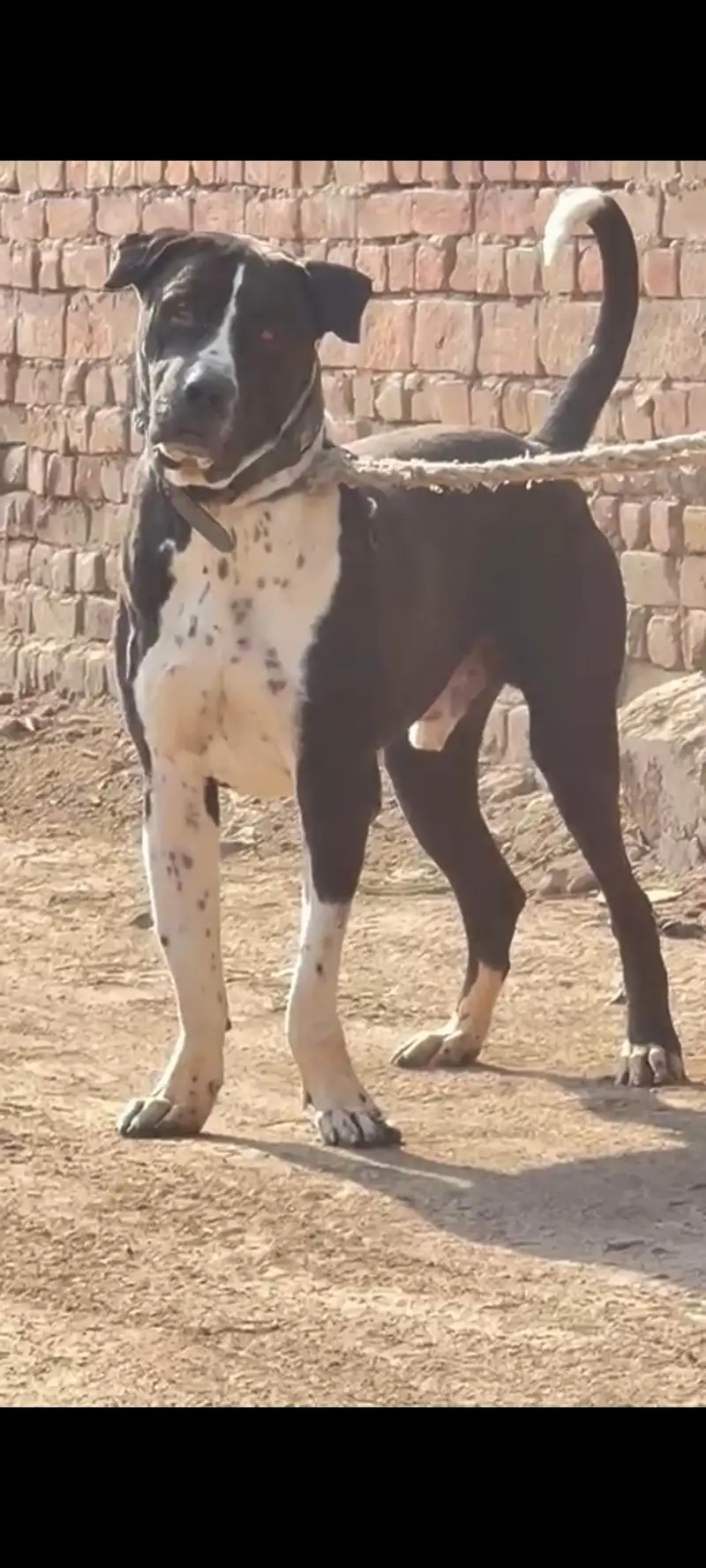 شاندار بولی ڈاگ فار سیل" (شاندار بولی کتا فروخت کے لیے) — photo 4