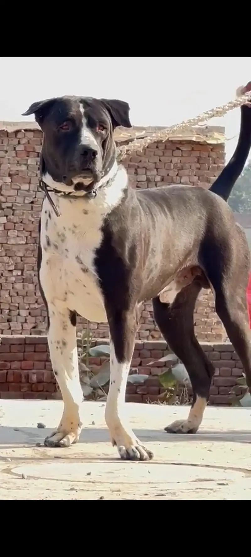 شاندار بولی ڈاگ فار سیل" (شاندار بولی کتا فروخت کے لیے) — photo 7