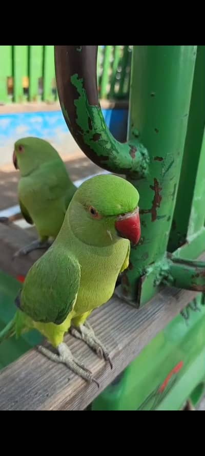 03118835302(Katha) Hand Tame Friendly Green Ringneck Male parrot jambo