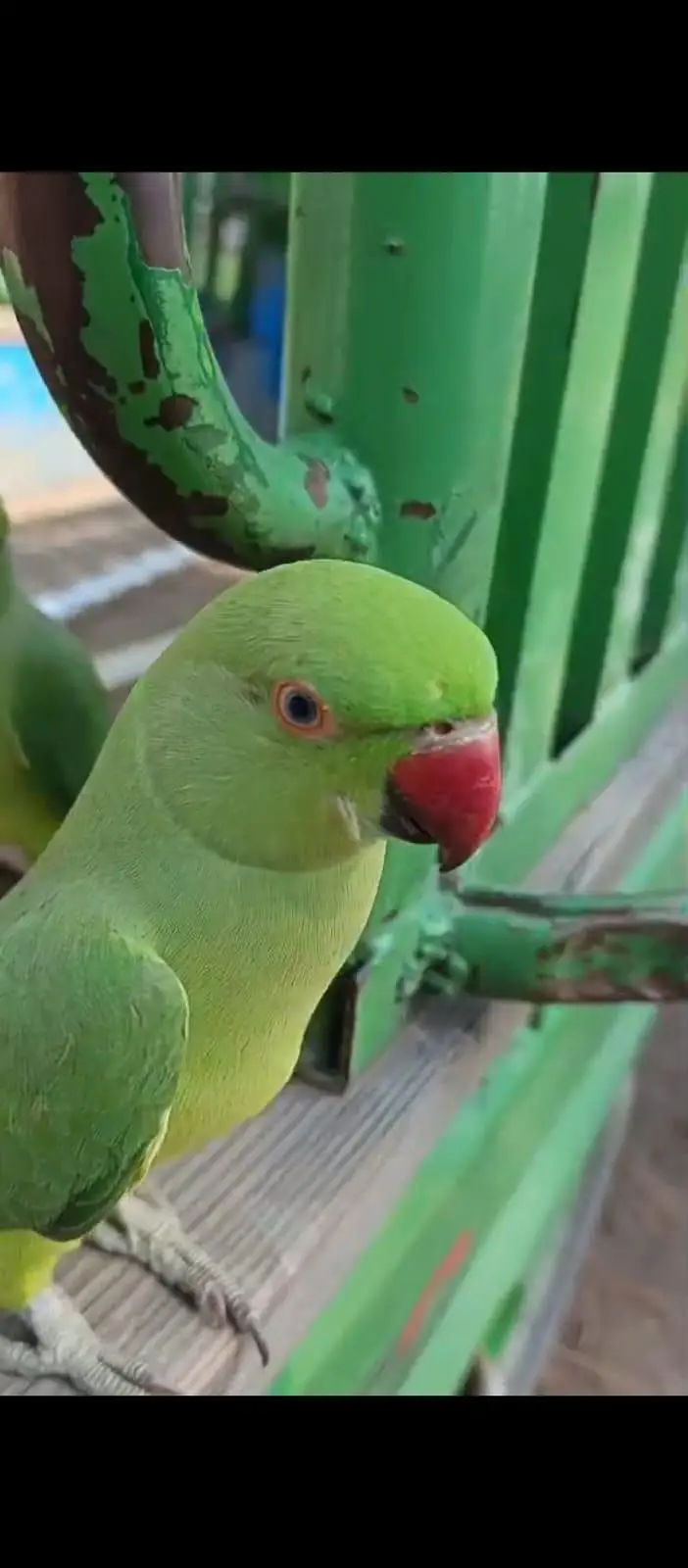 03118835302(Katha) Hand Tame Friendly Green Ringneck Male parrot jambo — photo 2
