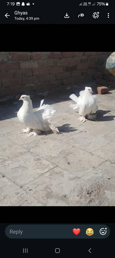 white amercan pigeon