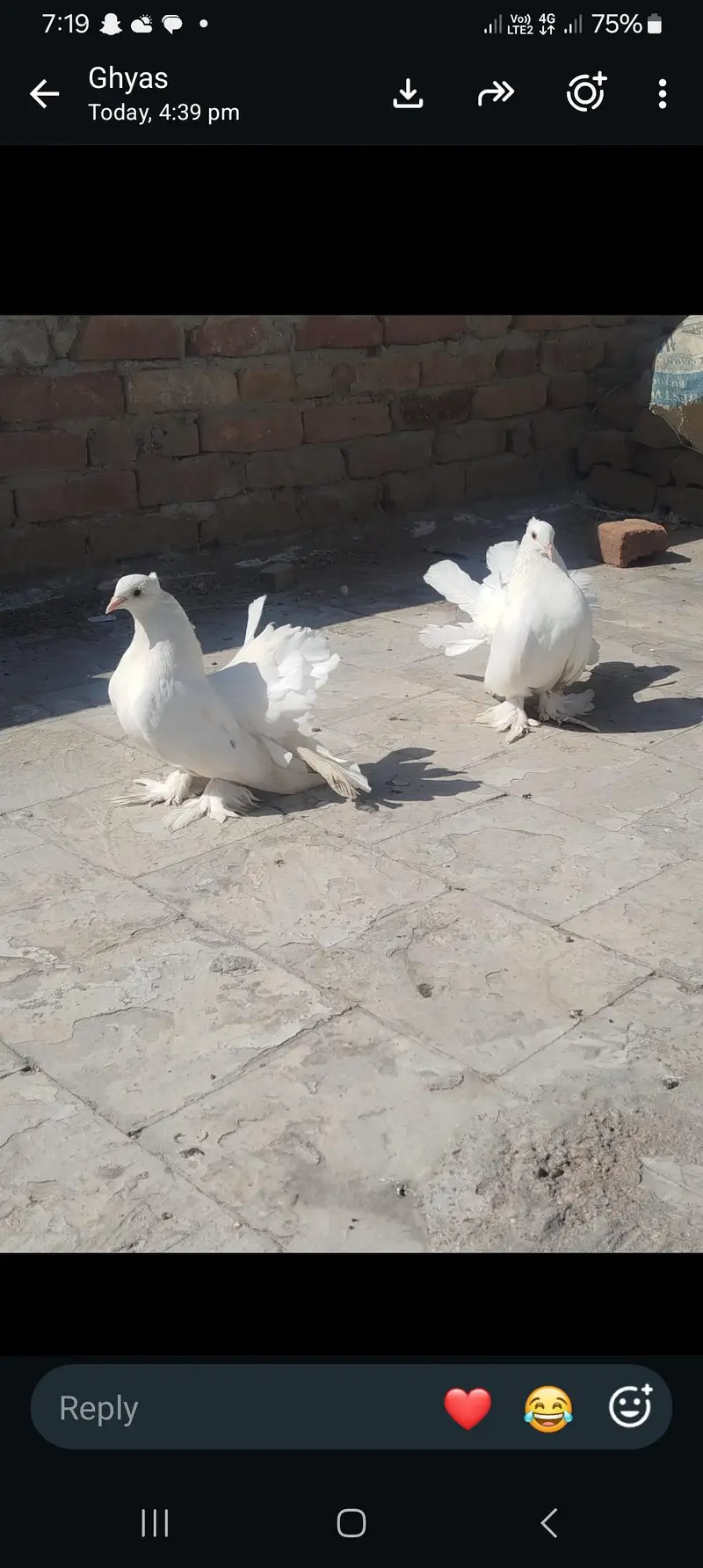 white amercan pigeon — photo 2