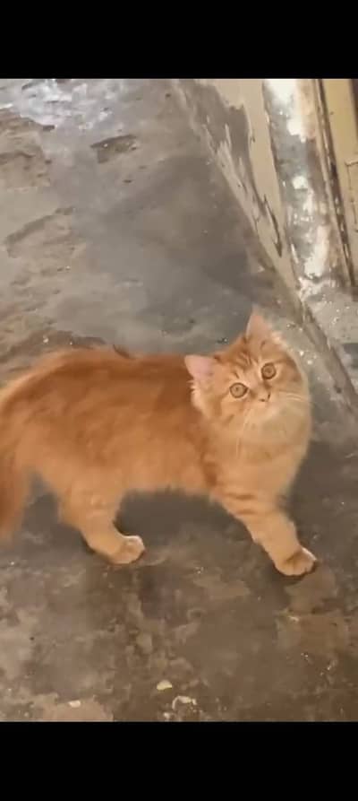 FEMALE CAT 10MONTH OLD FOR SALE