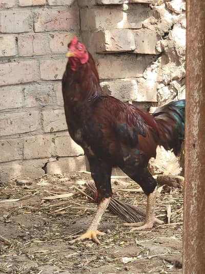 aseel Morga