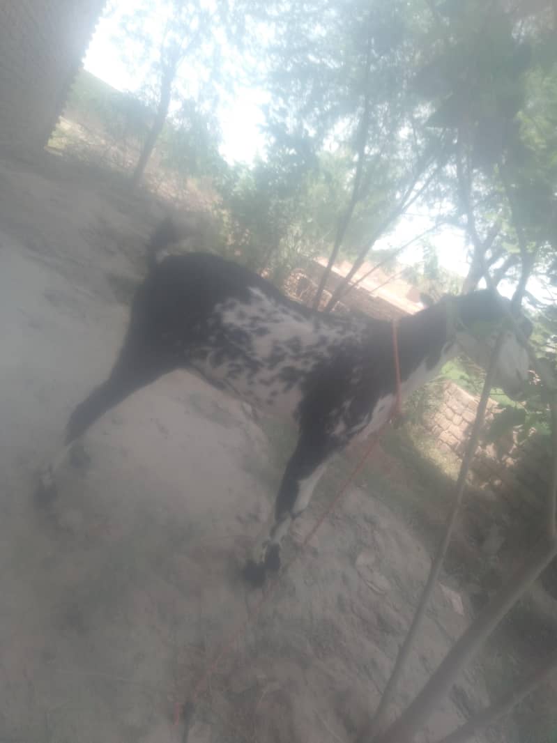 one goats 0