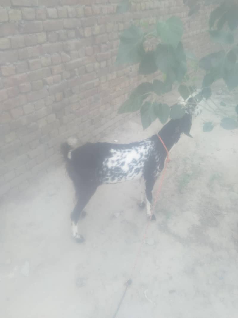 one goats 1