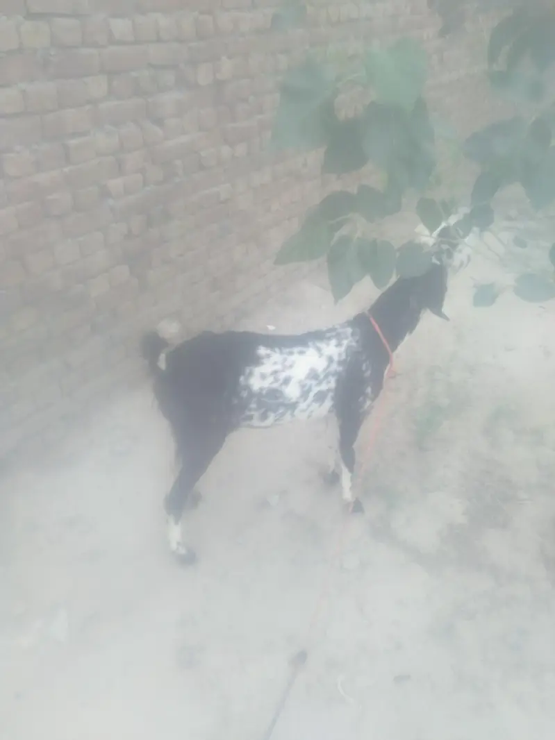 one goats — photo 2