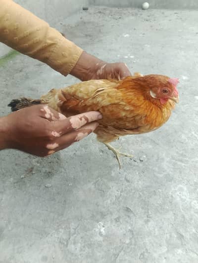 mishri hen