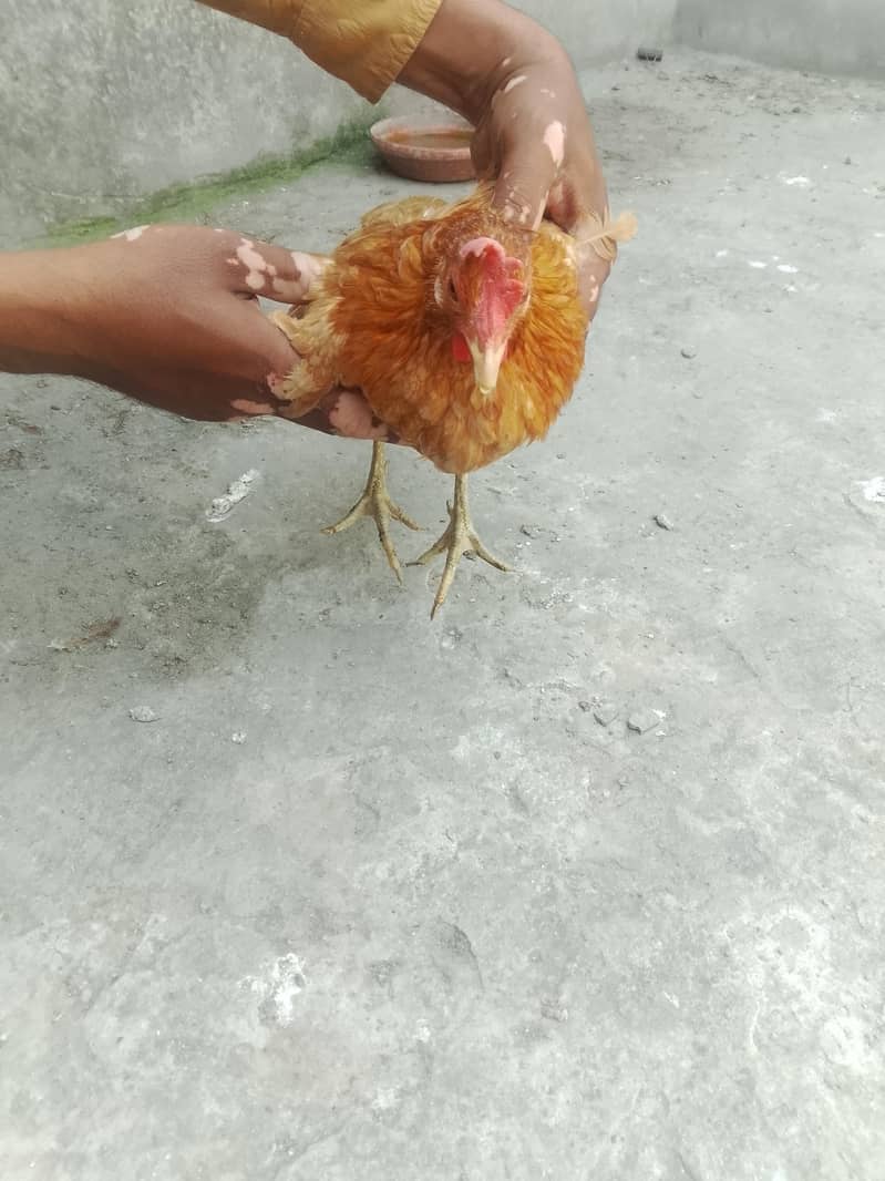 mishri hen 1