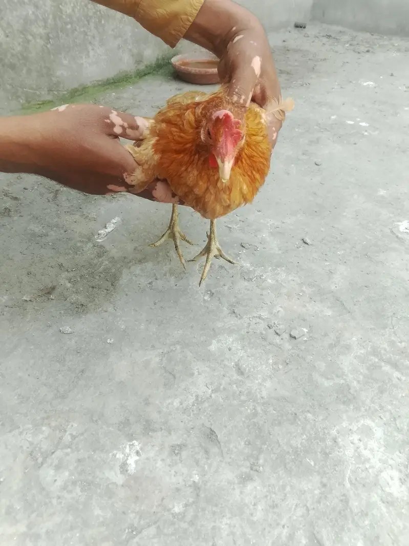 mishri hen — photo 2