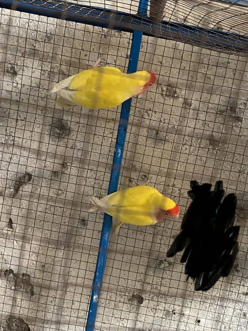 Lution breeder pair 0