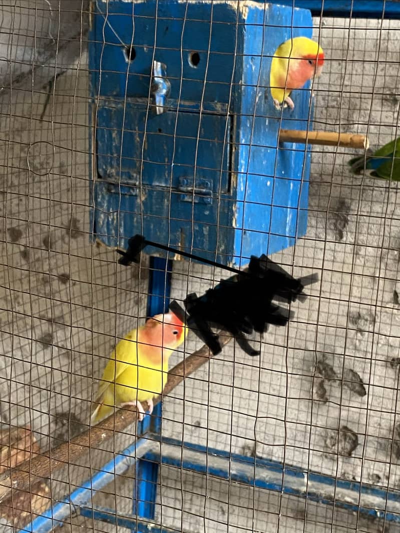 Lution breeder pair 1