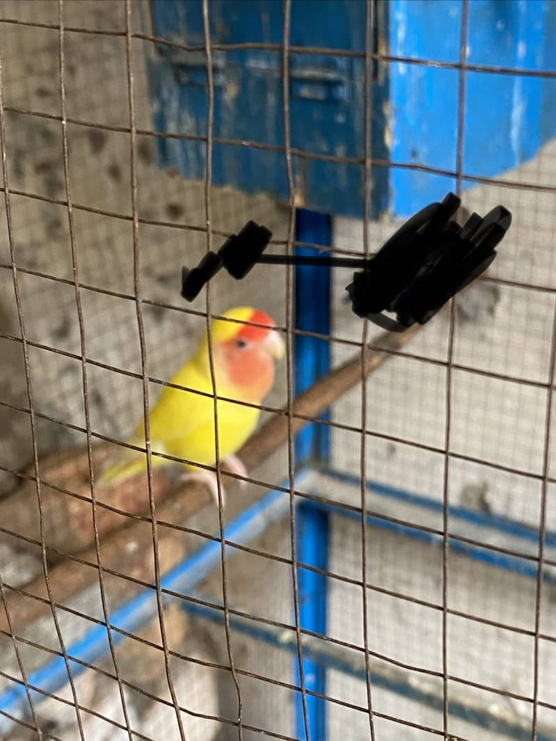 Lution breeder pair 3