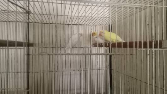 Love birds with cages