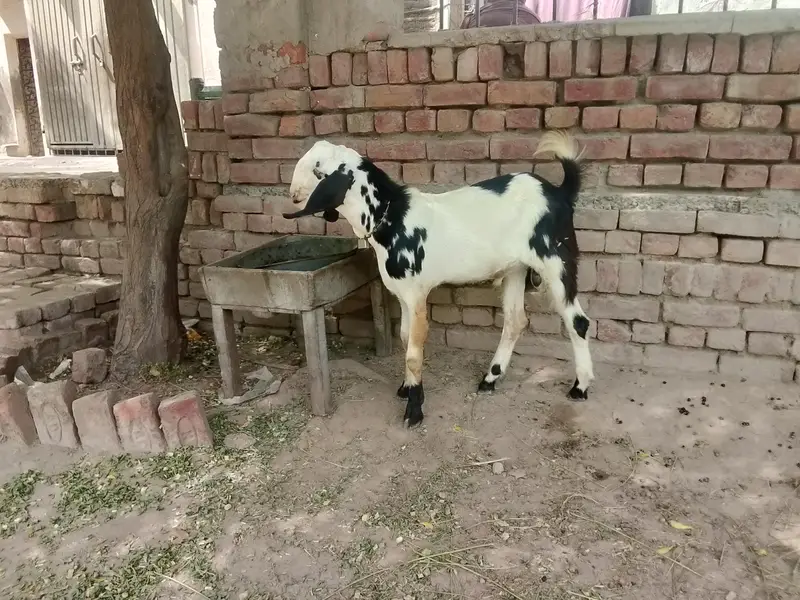 Goats — photo 2