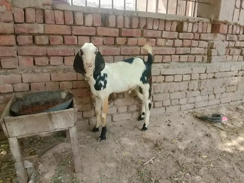 Goats — photo 3