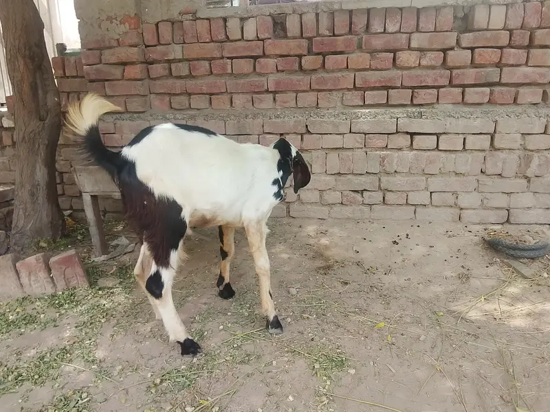 Goats — photo 4