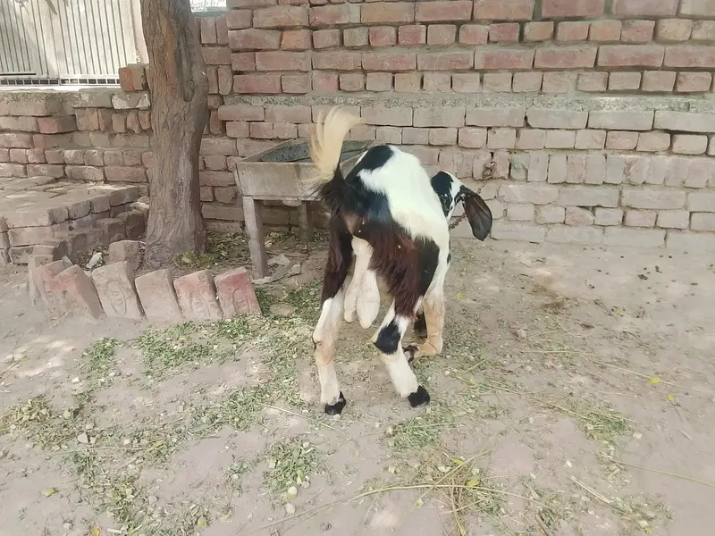 Goats — photo 5