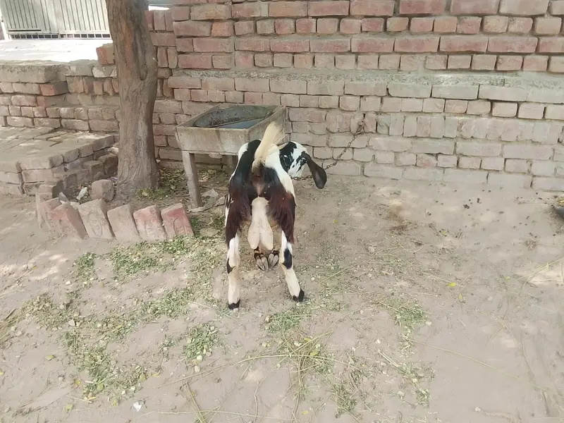 Goats — photo 6