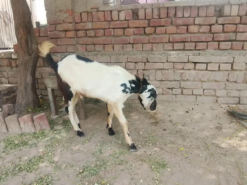 Goats — photo 7