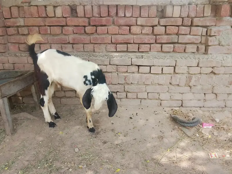 Goats — photo 8