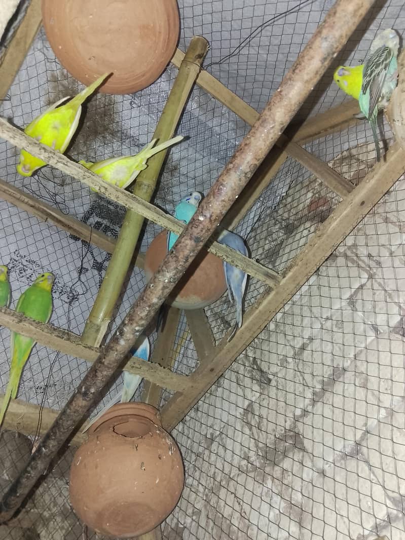 parrot 1