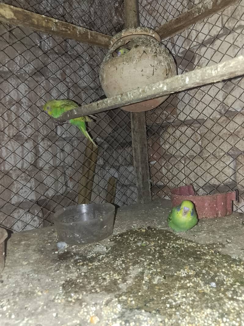parrot 3