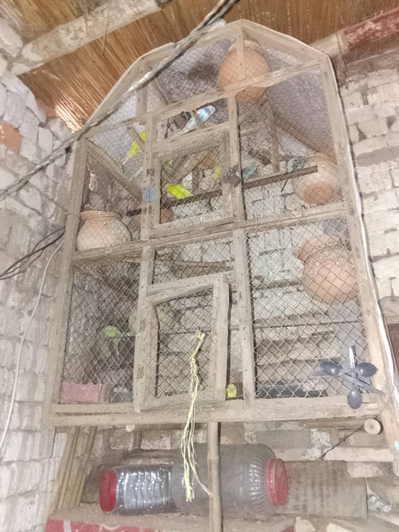 parrot 4