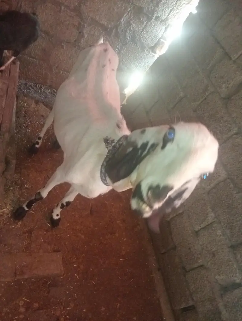 goat for sale — photo 2