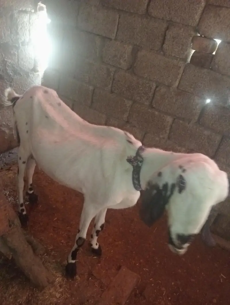 goat for sale — photo 3