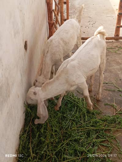 Ghabban bakri 2 Bachon k Sath