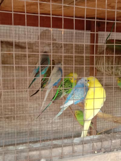 Australian parrots