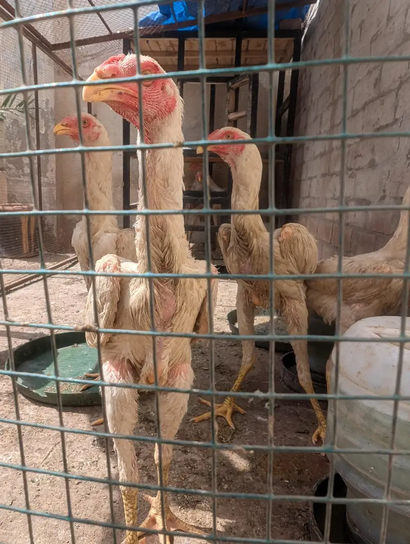 Shamu hens — photo 2