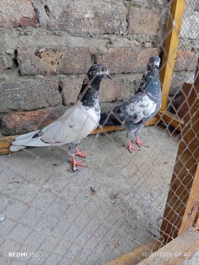 3 breeder pairs