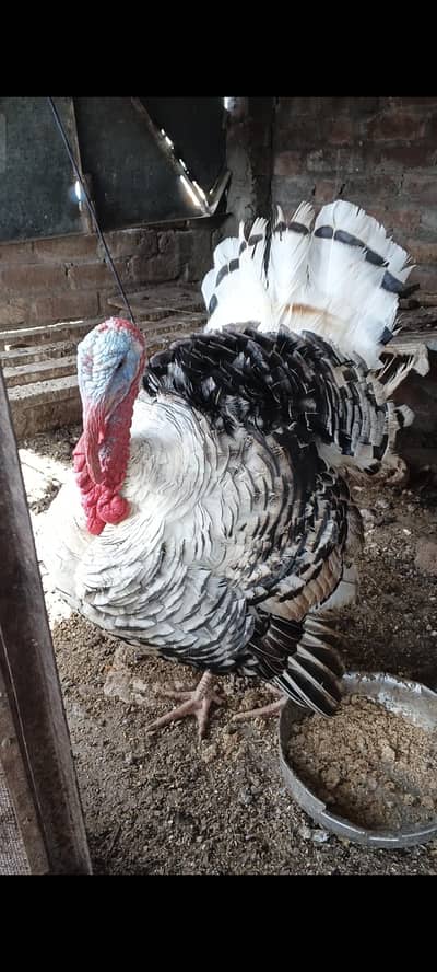 Male Turkey Bird for sale